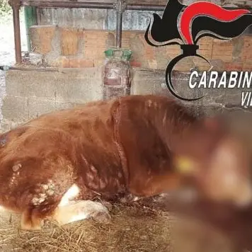 Uccidono un cavallo e feriscono a colpi d’accetta un bue, indagini nel Vibonese
