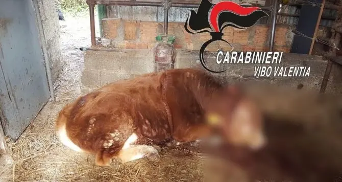 Uccidono un cavallo e feriscono a colpi d’accetta un bue, indagini nel Vibonese