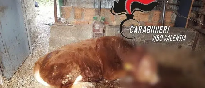 Uccidono un cavallo e feriscono a colpi d’accetta un bue, indagini nel Vibonese