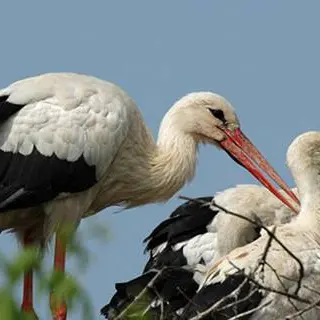 Rende, cicogna uccisa a colpi di fucile nel suo nido