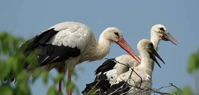 Rende, cicogna uccisa a colpi di fucile nel suo nido