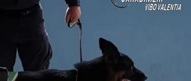 Blitz nelle scuole vibonesi, trovata marijuana nel laboratorio