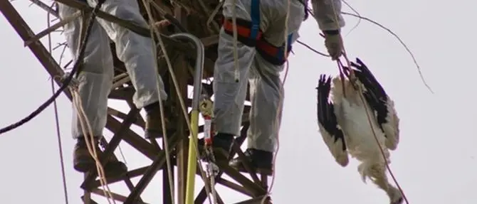 La cicogna uccisa faceva parte di un progetto di recupero della specie