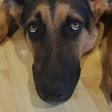 Cane muore soffocato dalla catena, denunciato proprietario