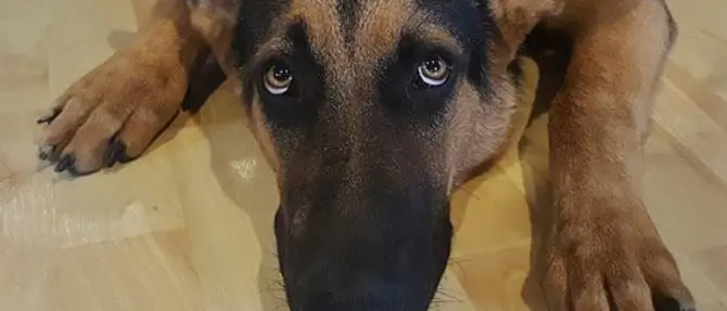 Cane muore soffocato dalla catena, denunciato proprietario