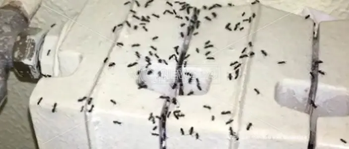 Tra servizi negati e formiche a spasso. Non c'è pace per l'ospedale di Locri