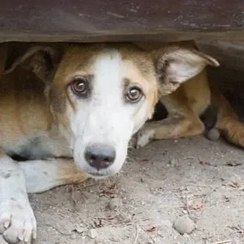 Sei cani avvelenati in Calabria, animalisti sul piede di guerra