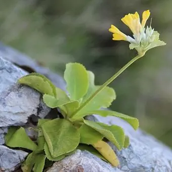 Salvaguardia della flora spontanea: la legge regionale è operativa