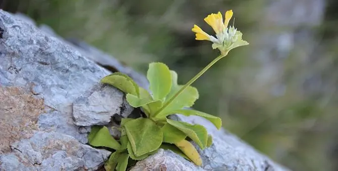 Salvaguardia della flora spontanea: la legge regionale è operativa