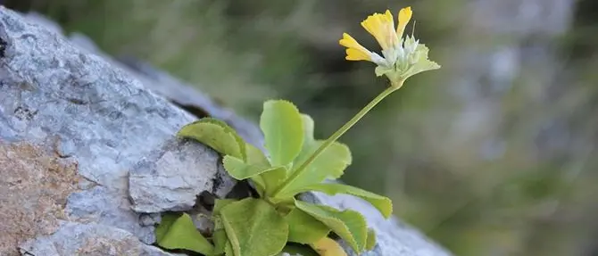 Salvaguardia della flora spontanea: la legge regionale è operativa