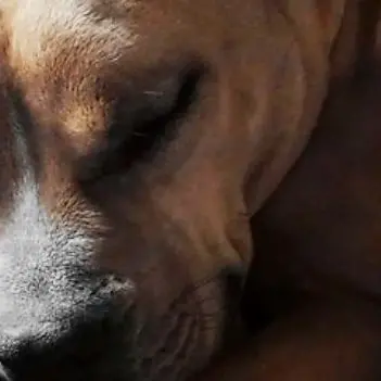 Pitbull ucciso con un forcone, orrore a Bellante