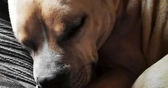 Pitbull ucciso con un forcone, orrore a Bellante