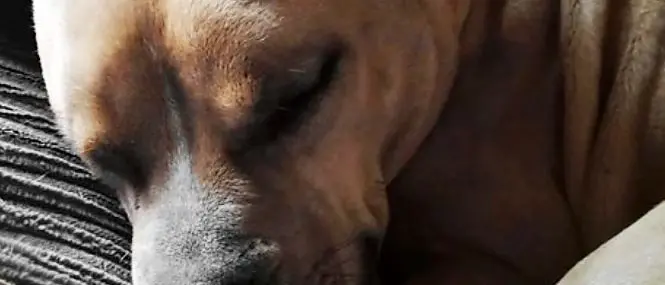 Pitbull ucciso con un forcone, orrore a Bellante