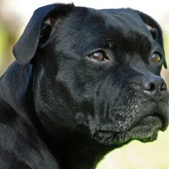 Belvedere: meticcio muore sbranato dai cani dei vicini, ferita la padrona