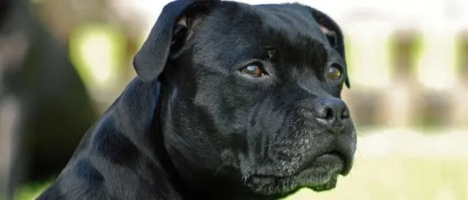 Belvedere: meticcio muore sbranato dai cani dei vicini, ferita la padrona