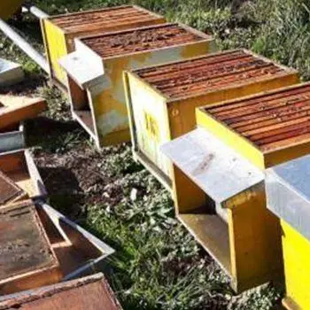 Vandali in un'azienda lametina, distrutte tutte le arnie dell'allevamento