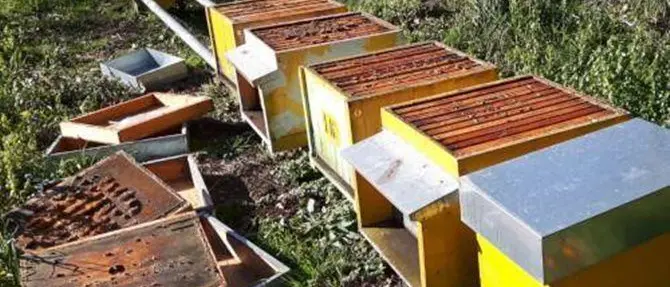 Vandali in un'azienda lametina, distrutte tutte le arnie dell'allevamento