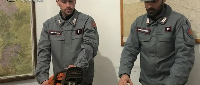 Furto di legna in Sila, due persone denunciate