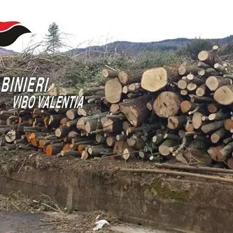 Decine di pini abbattuti abusivamente nel Vibonese, tre denunce