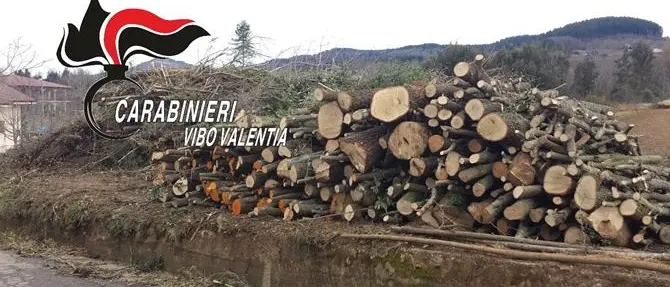 Decine di pini abbattuti abusivamente nel Vibonese, tre denunce