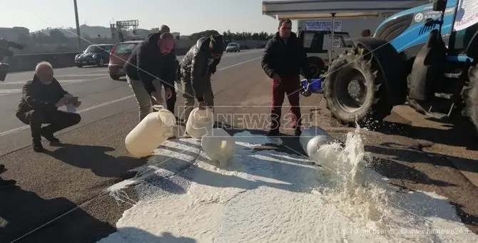 I pastori crotonesi come quelli sardi: latte a terra in segno di protesta