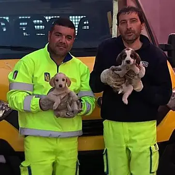 Rischiavano di morire investiti, salvati due cuccioli sulla statale Jonio-Tirreno