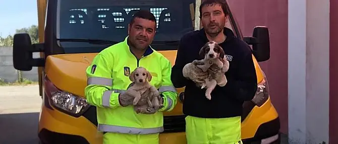 Rischiavano di morire investiti, salvati due cuccioli sulla statale Jonio-Tirreno