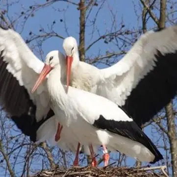 Le cicogne calabresi conquistano National geographic
