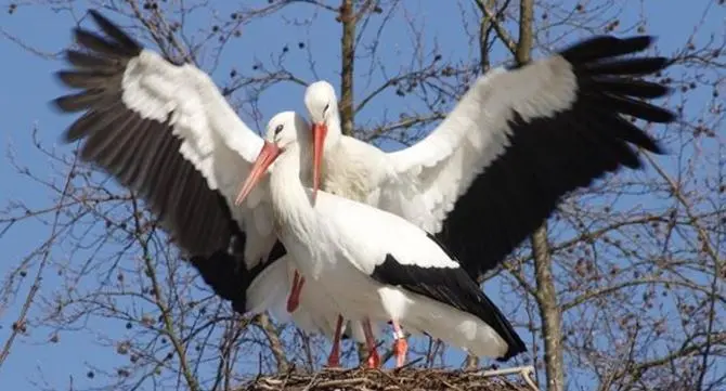 Le cicogne calabresi conquistano National geographic