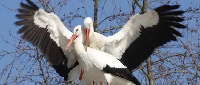 Le cicogne calabresi conquistano National geographic