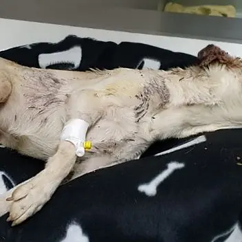 Taurianova, picchiano e impiccano una cagnolina: è in fin di vita