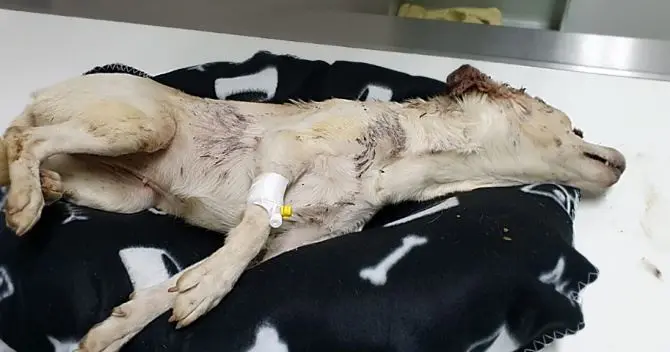 Taurianova, picchiano e impiccano una cagnolina: è in fin di vita