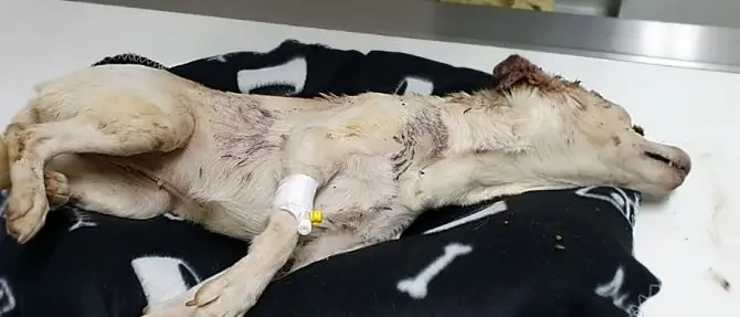 Taurianova, picchiano e impiccano una cagnolina: è in fin di vita