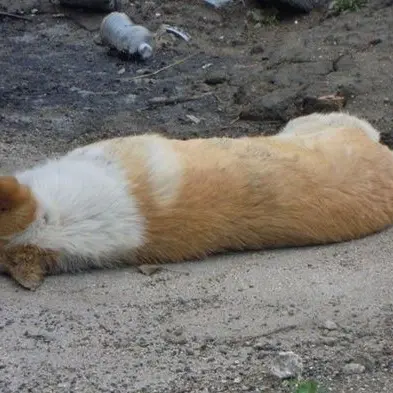 Strage di cani a Sant’Onofrio. Il Comune: «Avvelenati»