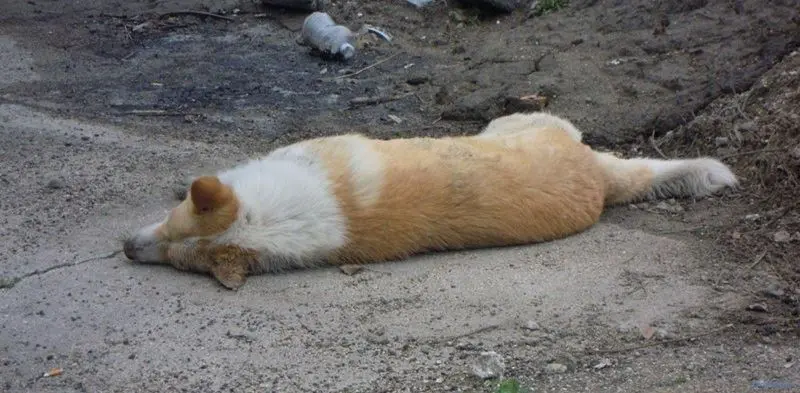 Strage di cani a Sant’Onofrio. Il Comune: «Avvelenati»