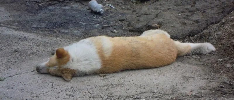 Strage di cani a Sant’Onofrio. Il Comune: «Avvelenati»