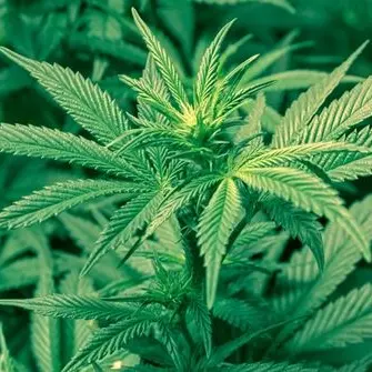 Scoperta piantagione di marijuana nel Reggino, tre arresti