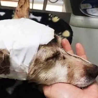 Picchiata e impiccata a Taurianova, la cagnetta Luce continua la sua battaglia