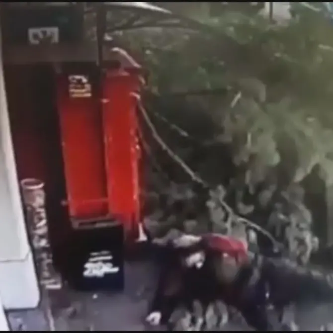 Castrovillari, albero investe un passante: tragedia sfiorata