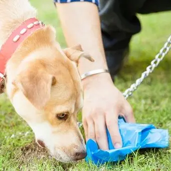 Tropea, guerra ai “lordazzi”: una taglia sui padroni dei cani che sporcano