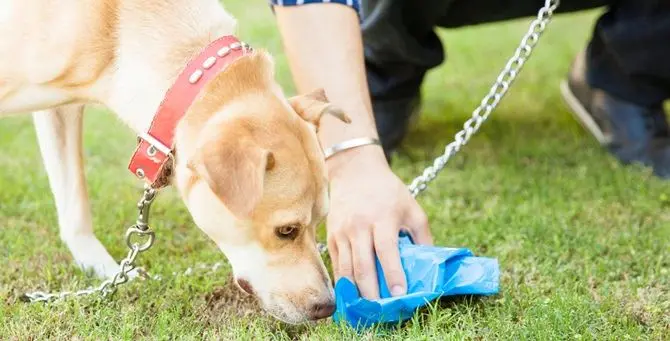 Tropea, guerra ai “lordazzi”: una taglia sui padroni dei cani che sporcano