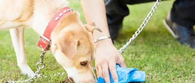Tropea, guerra ai “lordazzi”: una taglia sui padroni dei cani che sporcano