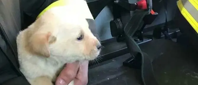 Vibo, cucciolo cade in un tombino di due metri: salvato