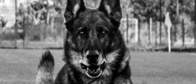 Salvò tre bambini nell’hotel di Rigopiano, è morto il cane eroe Falco