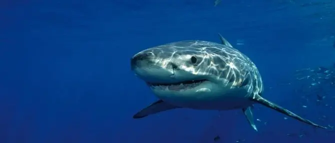 In Calabria il congresso europeo sugli squali