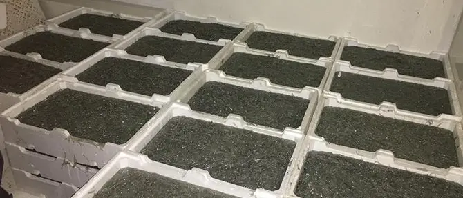 Sequestro record di novellame nel Cosentino. Sanzioni per 25mila euro