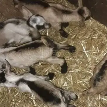 Capra dà alla luce cinque cuccioli, parto record a Cassano