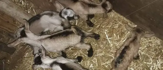 Capra dà alla luce cinque cuccioli, parto record a Cassano