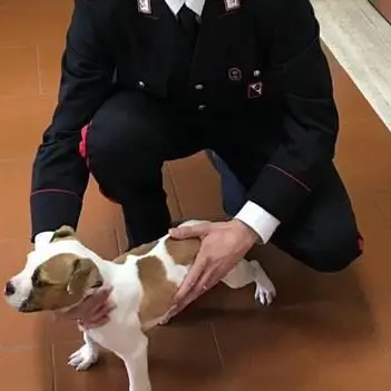 Storia a lieto fine per Birillo, ritrovato cucciolo rubato nel Vibonese