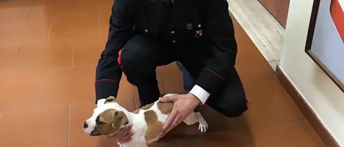 Storia a lieto fine per Birillo, ritrovato cucciolo rubato nel Vibonese